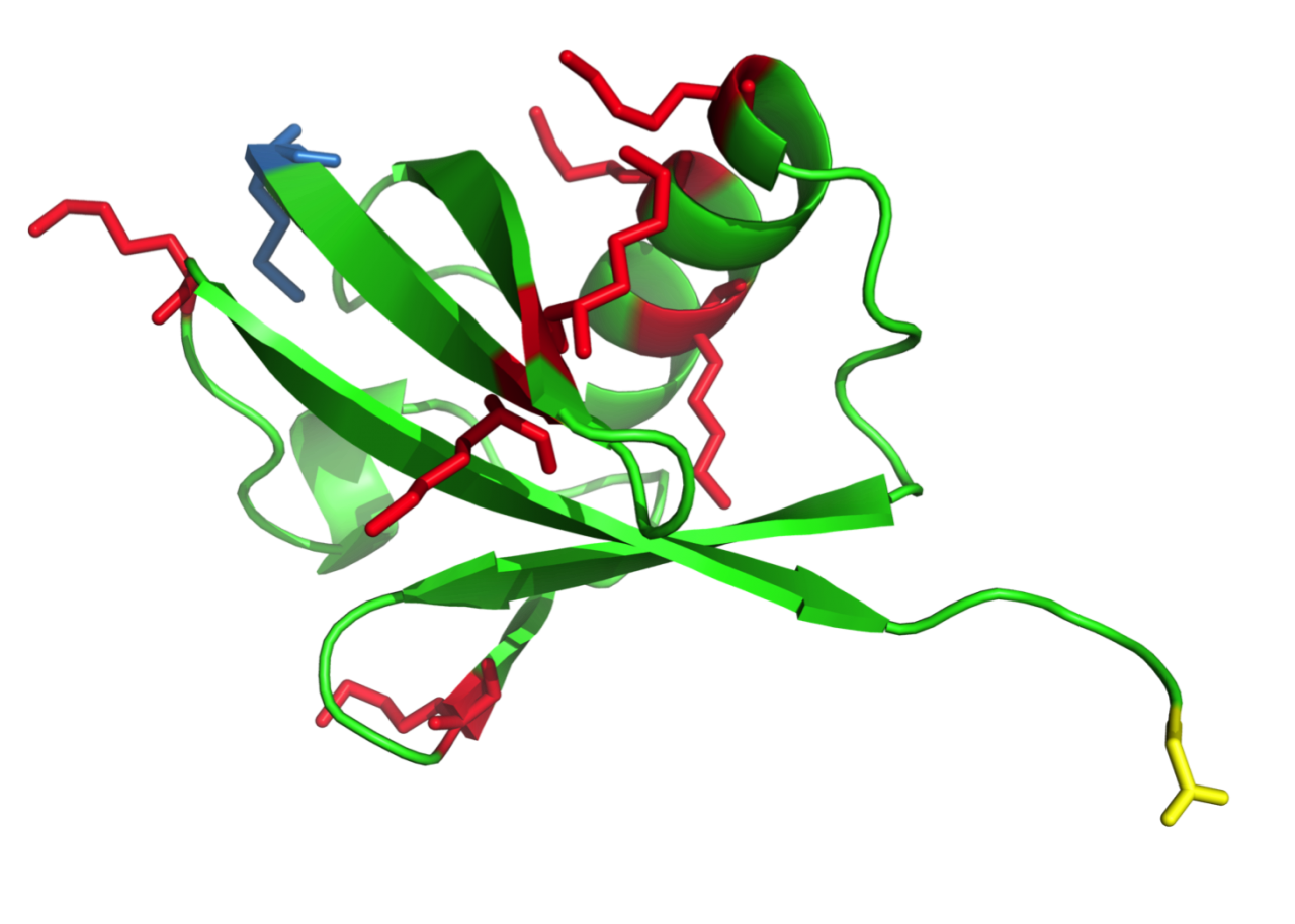 Three-dimensional structure of the protein ubiquitin. In red, areas where ubiquitin can attach to itself to form chains, blue is the N-end, yellow the C-end of the amino acid chain. Copyright: Paul Riviere, CC_BY-SA 3.0